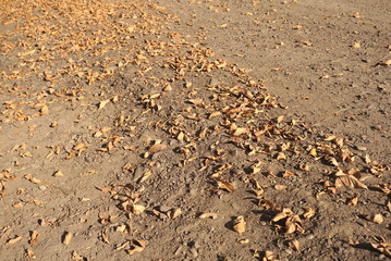 soil with dry autumn leaves