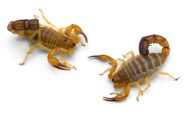 Two African venom Scorpions isolated on white background