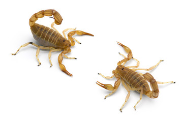 Two African venom Scorpions isolated on white background