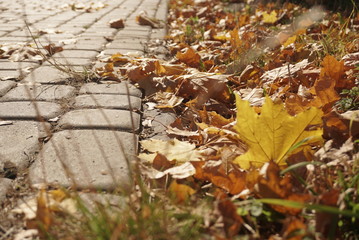 autumn leaves on the pavers in the park