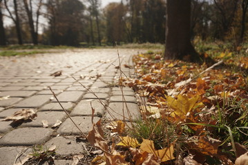 autumn leaves on the pavers in the park