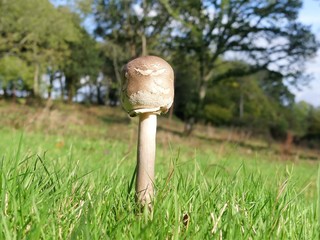 Beautiful Parasol mushroom on Chorleywood Common, Hertfordshire