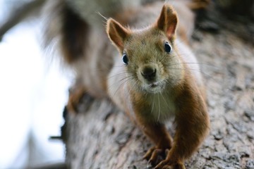 red squirrel