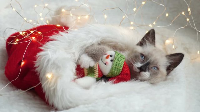 Kitten near light and christmas hat