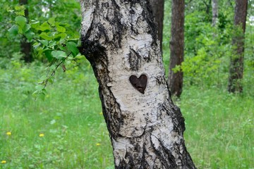 trunk of a tree