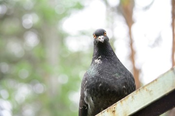 pigeon on the roof
