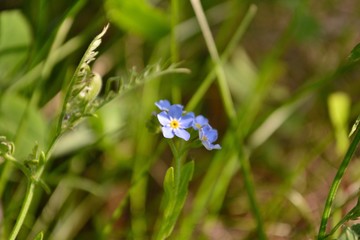blue flower