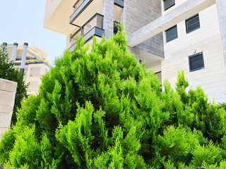 Cypress in pot, Coniferous trees street on background