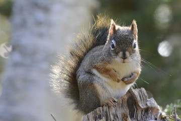 squirrel eating nut