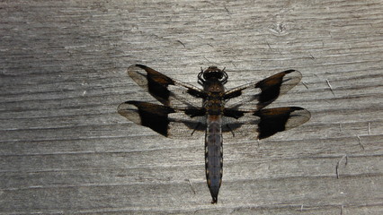 dragon-fly close up