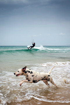 Un rider y su perro pinto practicando kitesurf en la playa de Los Lances, Tarifa, Cádiz, Andalucía