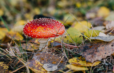 Dangerous mushroom in the forest