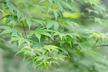 Green spring leaves of Amur Maple tree. Japanese maple (acer japonicum) leaves on a natural background. Acer japonicum downy japanese-maple or fullmoon maple green foliage.