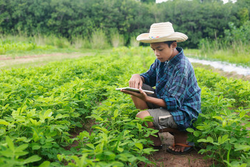 Naklejka na ściany i meble Boy young smart farmer Inspecting study Bean plant cultivation