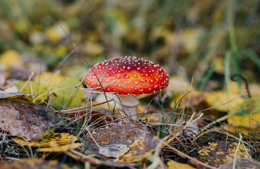 Dangerous mushroom in the forest