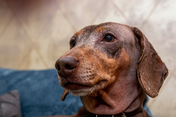 Cute male dachshund dog close up indoors shot.
