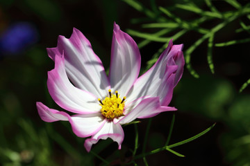 Cosmos Sensation Picotee Flower in the colors white and pink-red