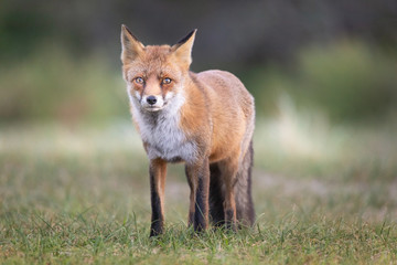Rotfuchs in der Wildnis, Wildlife und Natur