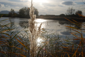 Schilf am See