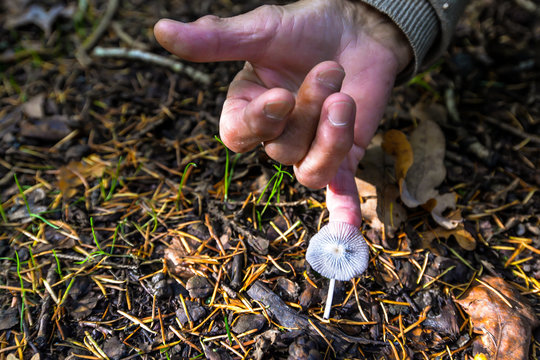 Houby Bilder Durchsuchen 102 Archivfotos, und Videos