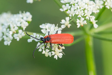 entomology, zoology, lygistopterus sanguineus, macro, beetles, insects, close-up, sanguineus, lygistopterus, beetle, bug, insect, animal, wild, wildlife, beetle lygistopterus sanguineus