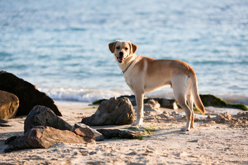 cane spiaggia