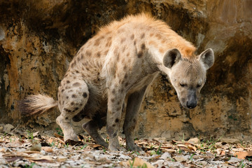 Fototapeta premium hyena