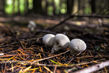 Obraz premium Wild mushrooming picking