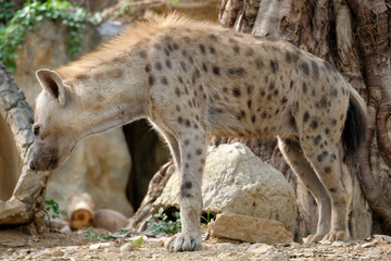 hyena