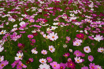 Naklejka premium コスモス