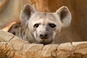 hyena