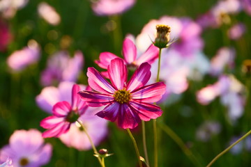 秋桜