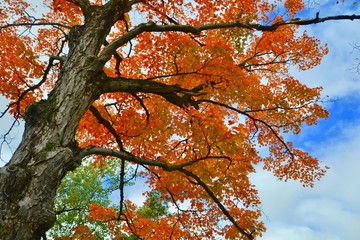 Autumn Maple Tree