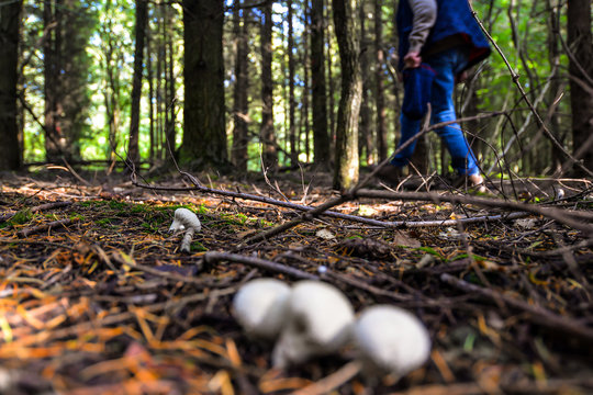 Houby Bilder Durchsuchen 102 Archivfotos, und Videos