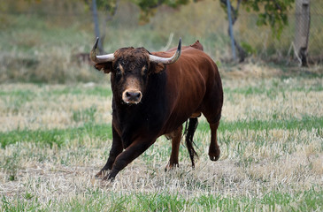 toro corriendo en el campo