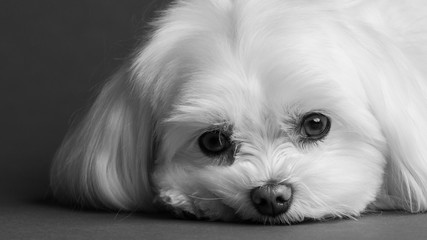 Maltese Portrait