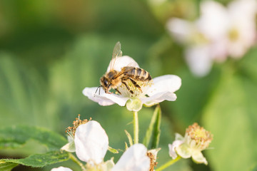 Honeybee collecting nectar pollen from bramble blackberry flower. Honeybee collecting nectar pollen from bramble blackberry flower.