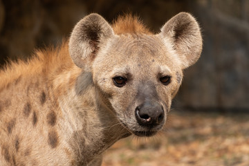 hyena