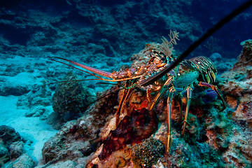 Lobster Portrait