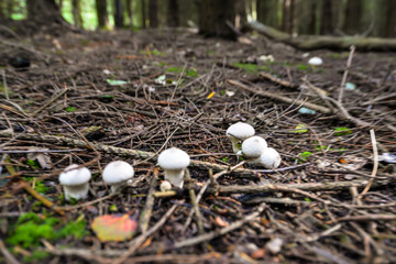 Wild mushrooming picking