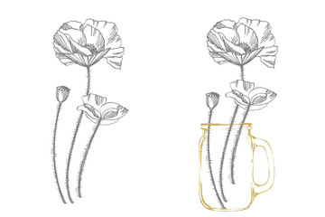 Poppy flowers. Botanical plant illustration. Vintage medicinal herbs sketch set of ink hand drawn medical herbs and plants sketch