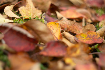 Blurred autumn yellow and red leaves at the ground with green grass background. Fall background, close-up