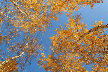 Fototapeta premium Autumn yellow leaves on branches against blue sky. bottom view.
