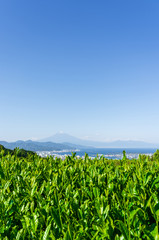 Fuji and green tea farm in vertical , green tea  foreground against blue sky harbor bay with Fuji mountain view background , Shizuoka Japan.
