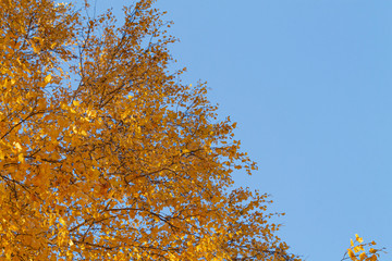 Fototapeta premium Autumn yellow leaves on branches against blue sky. bottom view.