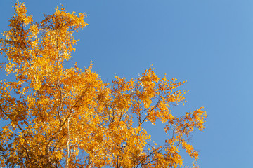 Autumn yellow leaves on branches against blue sky. bottom view.
