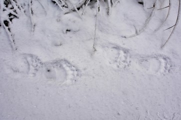 traces of bear on the snow