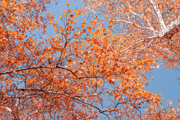 Autumn yellow leaves on branches against blue sky. bottom view.