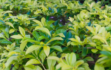 Fresh leaves of a tea bush, lit by the sun, close-up, selective focus