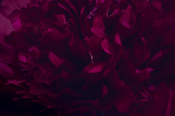 Peony Flower on black background 